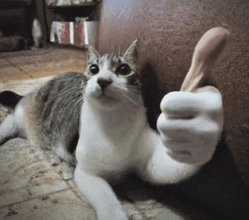 cat meme, feeling good